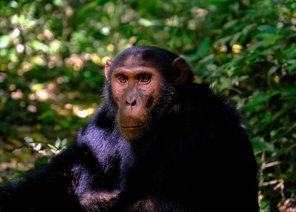 Chimpanzee in the Forest Chimpanzee in the Forest