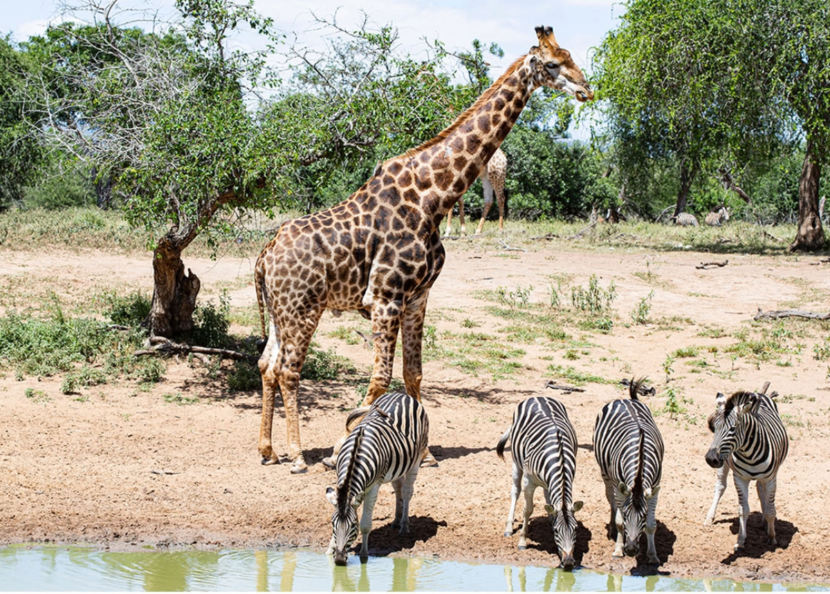Giraffe and Zebras Giraffe and Zebras