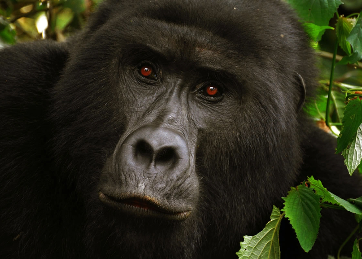 Gorilla in Bwindi Forest, Uganda Gorilla in Bwindi Forest, Uganda